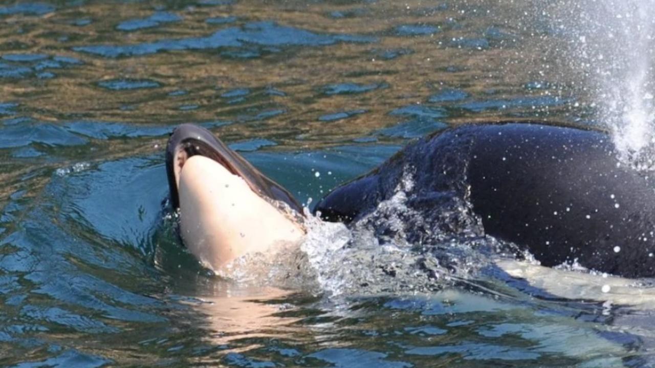 Tahlequah made international news when she was seen carrying her dead calf on her nose. Picture: Ken Balcomb/Centre for Whale Research