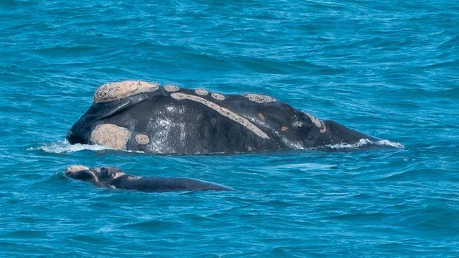 Mother and calf southern right whales near the Granite Island Causeway. Picture: Lea Brooks