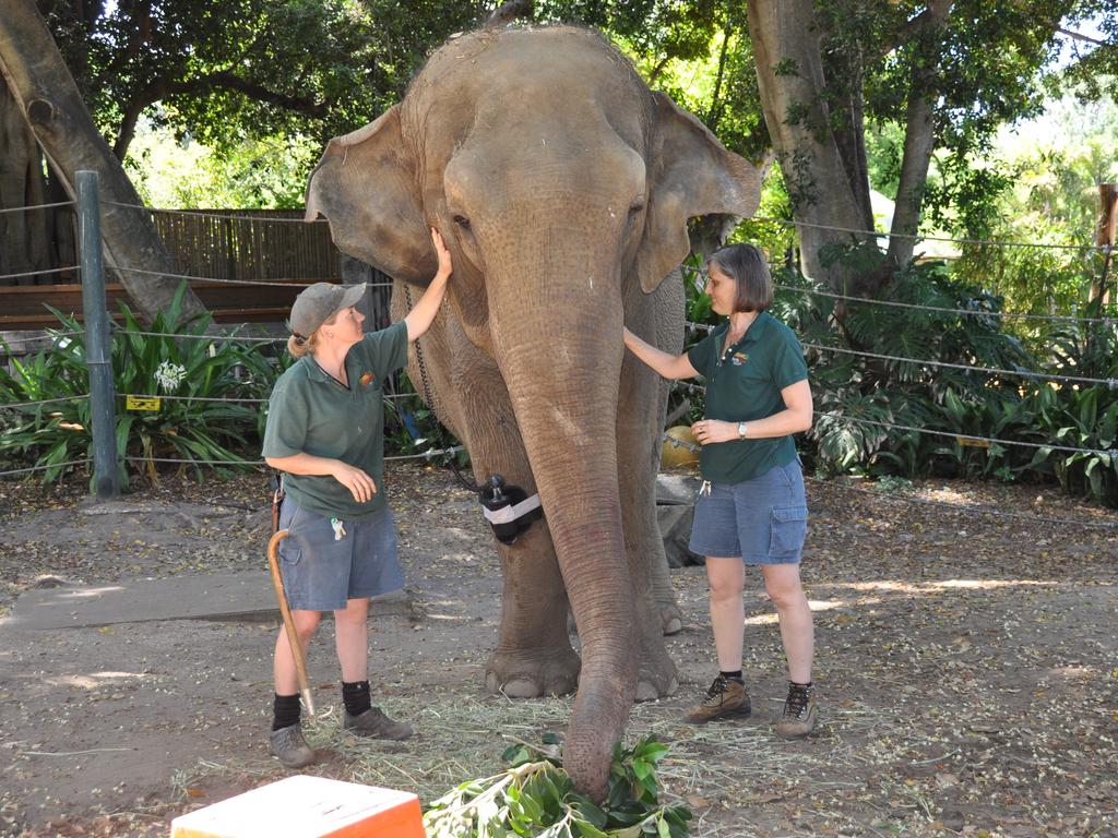 Zoo keeper Kirsty Carey and senior veterinarian Simone Vitali with then 56-year-old Tricia as she received her daily massage. Picture: AAP / Angie Raphael