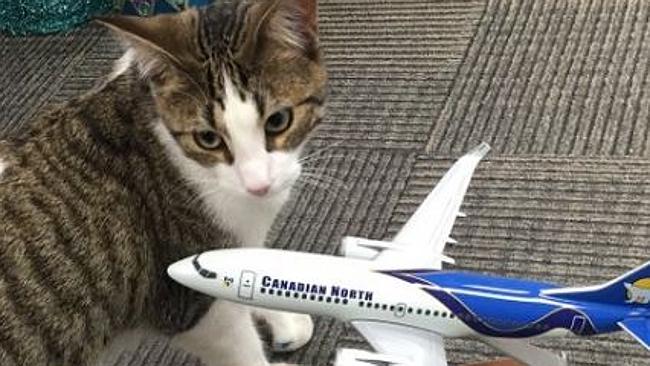 Fort McMurray pets on flights: Canadian airlines allow people fleeing ...