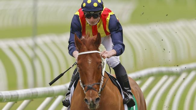 Nature Strip will contest his third TAB Everest on Saturday. Picture: Getty Images