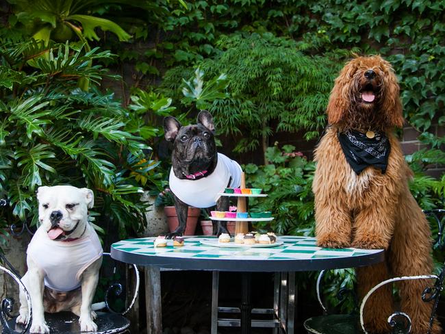 for Best Weekend Dogs in Pubs story : Dogs at the Beresford Hotel, Surry Hills