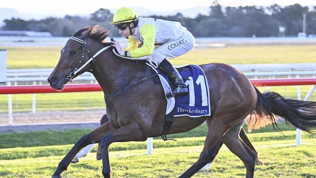 The lightly-raced World Alliance can add another win to his impressive record at Kembla on Thursday. Picture: Bradley Photos