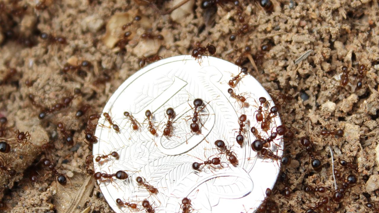 Fire Ants Could Reach Sydney S Outskirts By 2035 And Cost 1 2 Billion   14c572500518484a2f09a744819fae8a