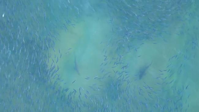 Drone footage of sharks and a large school of salmon near Avoca Beach yesterday. Picture: Brett Beswick/Facebook