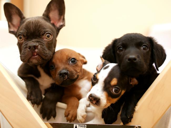 Some of the cleft lip and palate puppies Calley Gibson has in her care. Picture: Calley Gibson