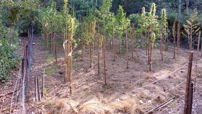 A cannabis crop has been found hidden in a national park on Maggie, safe behind an electric fence.