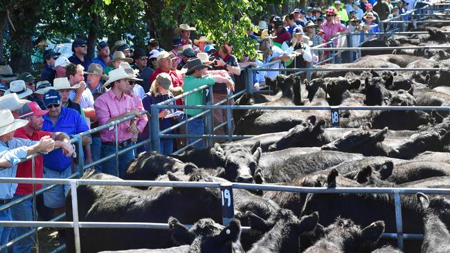 The High Country Weaner sales this year saw a dip in prices. Picture: Zoe Phillips
