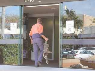 Fed up with what he says is a lack of protection for koalas, Darren Mewett has sent Redland City Council a gruesome message by dropping off a dead koala to its offices. Photo: Judith Kerr