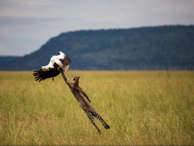 Leopard Hunting a Stork by Paul Rifkin. “One shot capture. I watched the leopard stalking the stork, I only had time to focus at 400mm, no time to change to high speed, I watched the stork and as soon as it flapped it’s wings I shot one shot,” the photographer said. Picture: Paul Rifkin/National Geographic Travel Photographer of the Year Contest