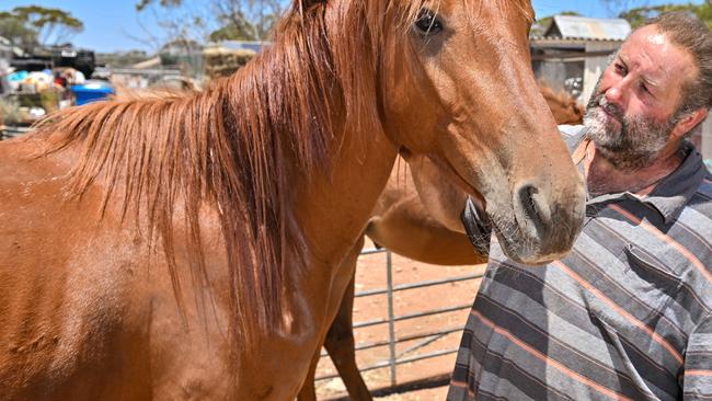 Shane Jones with horse Harry.s. Picture: NewsWire / Brenton Edwards