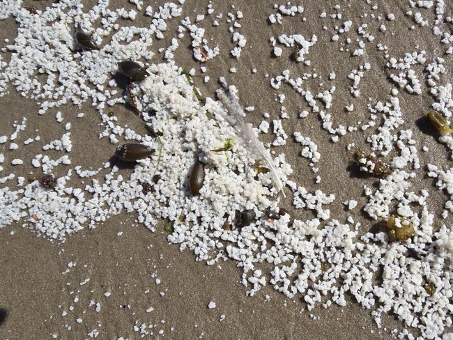 Imaged supplied of the Bob Brown Foundation showing fish matter washed up on Bruny Island