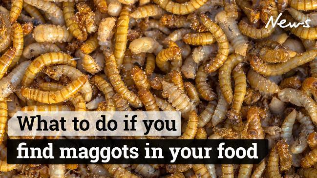 What to do if you find maggots in your food