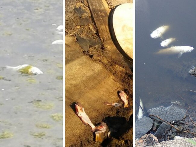 Moneys Creek has been no stranger to fish kills in recent history.