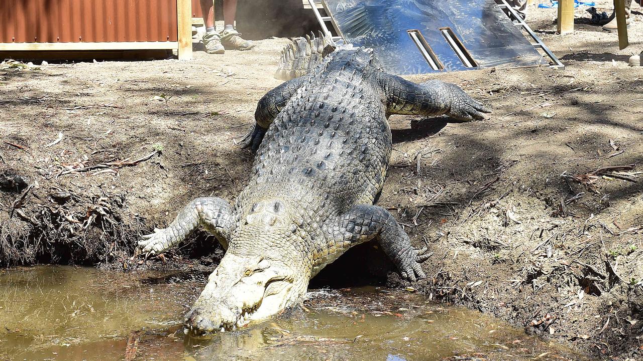 Big croc