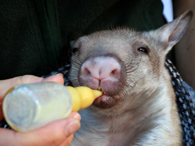 FOR SATURDAY TELEGRAPH - Taronga Zoo keeper Suzie MacNamara is hand raising Waru the 6-month-old baby southern hairy nosed wombat after being orphaned. Suzie has to bottle feed Waru every 4 hours including through the night. Picture: Toby Zerna