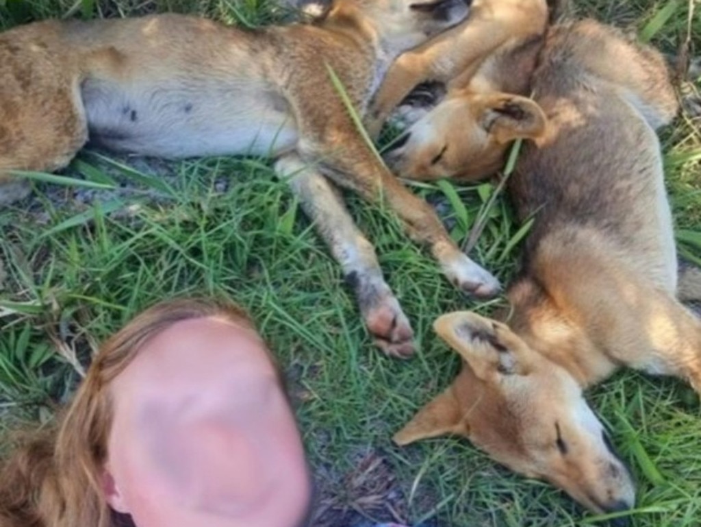 Two women were fined $2300 in July over selfies with dingoes on K'gari.