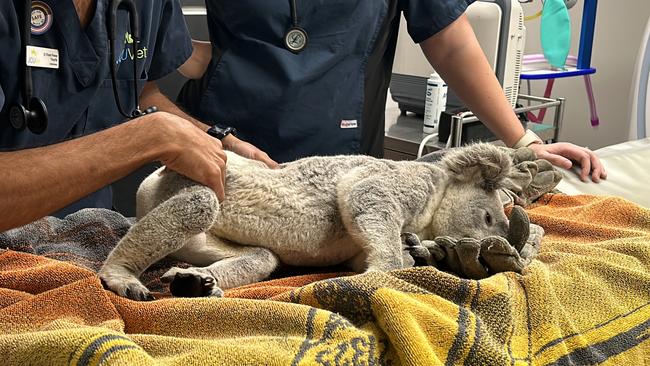 Koala rescued from Townsville at JCU emergency vet.