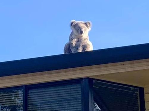 Mystery as koala found on Sydney roof