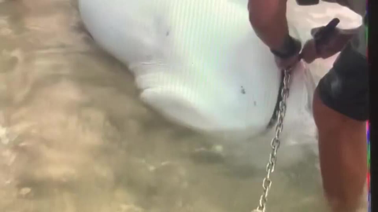 Shark capture off North Stradbroke Island