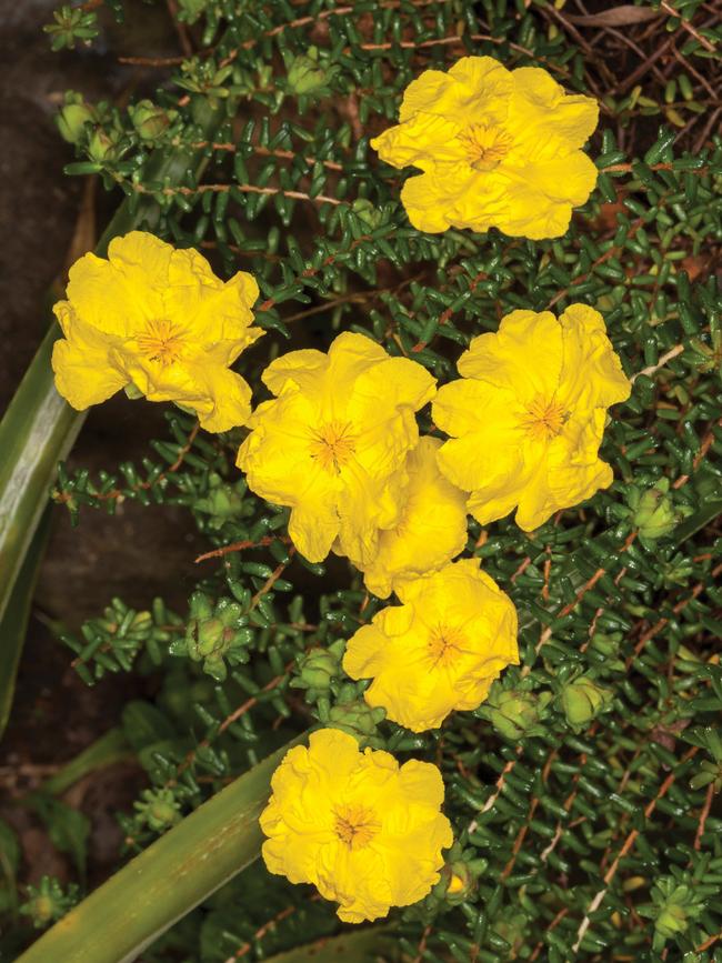 Hibbertia serpyllifolia
