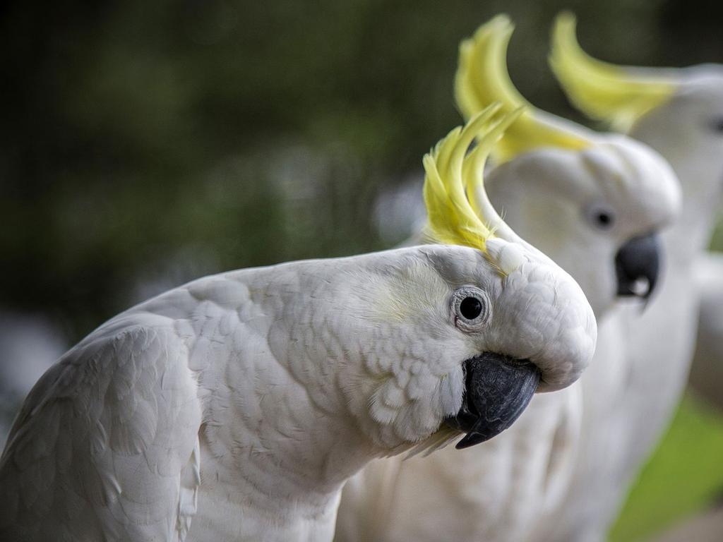 The poisoned birds were found across Gymea, Gymea Bay, Miranda and Grays Point. Picture: Supplied