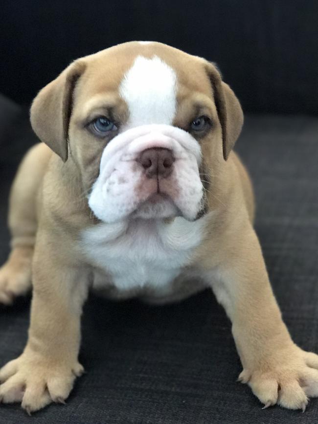 Maverick