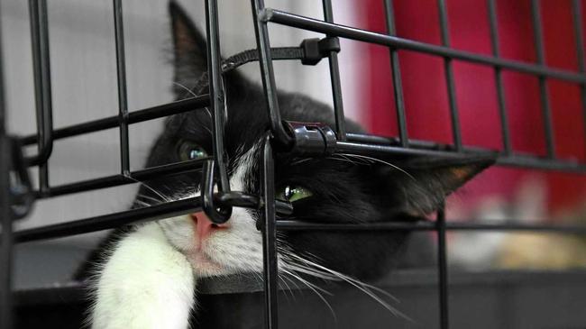 CAT CONNECTIONS: Macy relaxing in her cage and looking forward to finding a new home. Picture: Mike Knott BUN220517CATS5