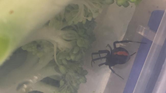 Redback spider