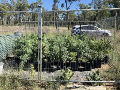Queensland Police has seized 335 cannabis plants at a property in Millmerran Woods.