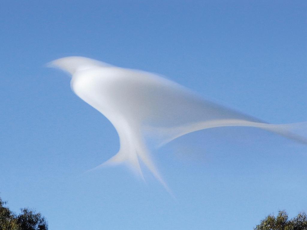 January: Lenticular cloud over Mount Macedon, Victoria. Photograph: Cathy Newing. Weird shapes in a lenticular cloud above Mount Macedon, Victoria distracted Cathy Newing’s botanical art class in May 2010. ‘Everyone just stood outside and watched it,’ says Cathy. She happened to have her Caplio R7 camera in her handbag, and caught the cloud in a series of shapes, including this bird-like profile. ‘It was in that particular shape for probably only for less than five minutes,’ Cathy recalls, ‘and it was changing all the time.’ .