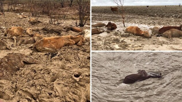 A sea of dead cattle in north west QLD. Photo: Rae Stretton