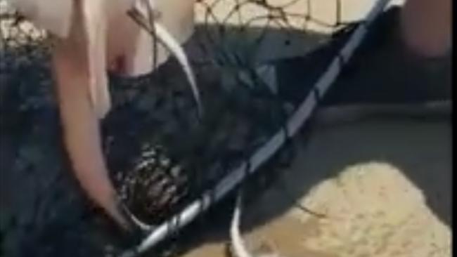 Stingray Gives Birth Shortly After Being Caught in Galveston, Texas