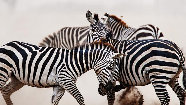 Zebras in Kenya. Picture: Piper Mackay.