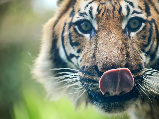 Tuan lived to 19, well above the expected 12 in the wild and almost the 20 expected in captivity.