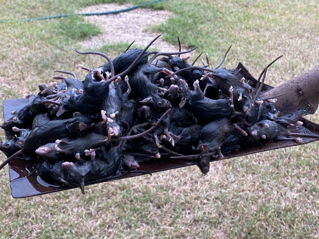 Gayndah’s Norco Rural Store owner Beau Jordan estimated a “thousand” mice were finding their way inside his father’s property per day.