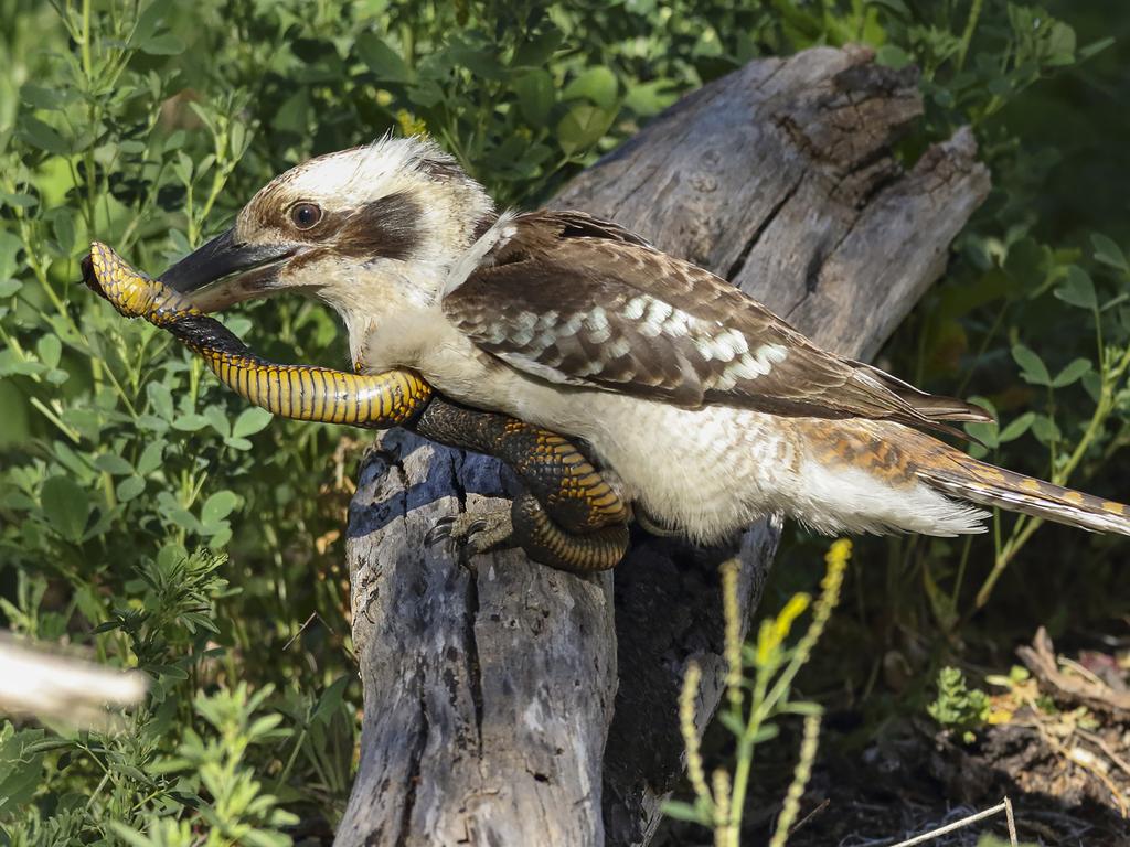 The photographer said the kookaburra didn’t escape completely unscathed. Picture: Dave Black/Magnus News