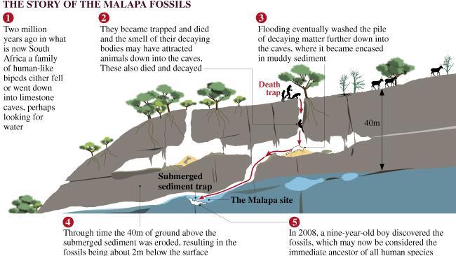 100409 Malapa fossils