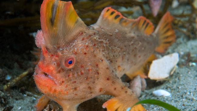 The extremely rare red handfish, found in Tasmania. Picture: Rick Stuart-Smith.