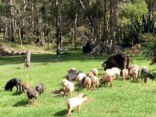 A horde of hungry pigs and piglets left an Eatonsville woman and her elderly mother terrified when they swarmed on her property in search for food. Picture: Contributed