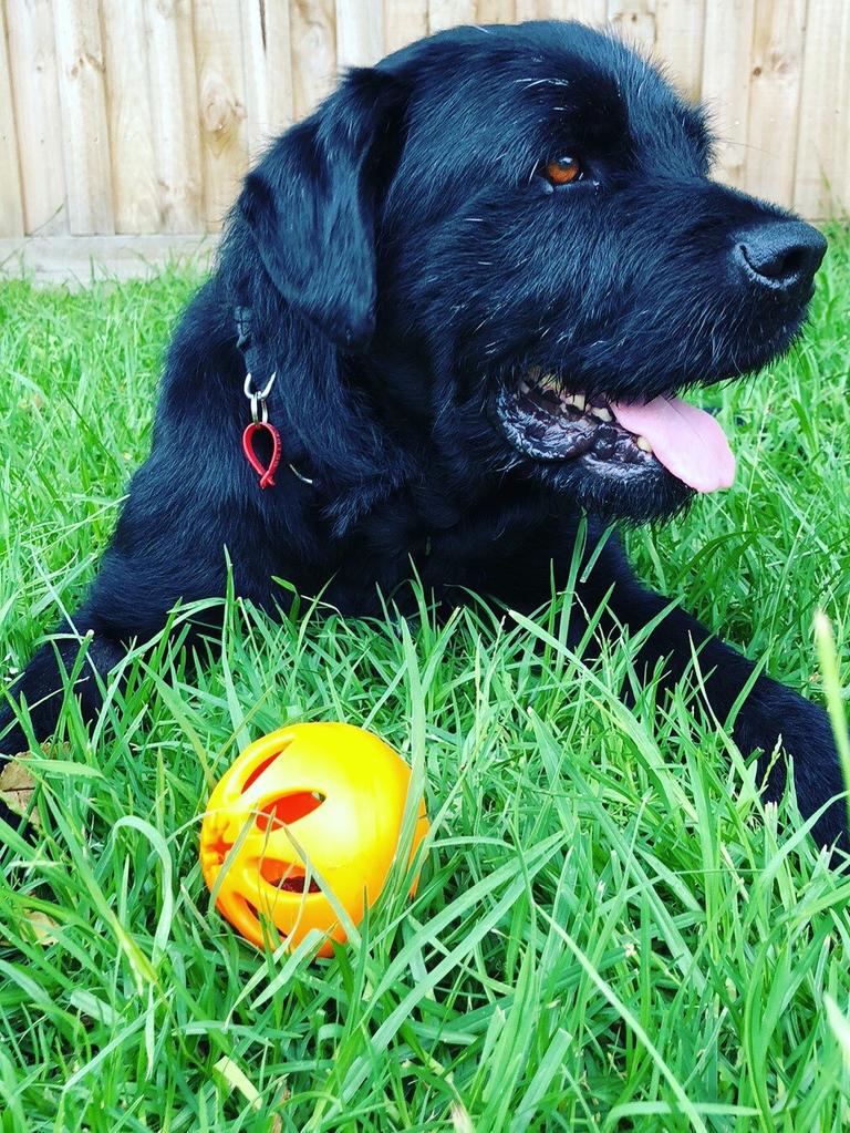 Oscar is a male wolfhound (or is that floofhound?) cross. A gentle giant who was after a calm, adult household through the victoriandogrescue.org.au in June 2019.