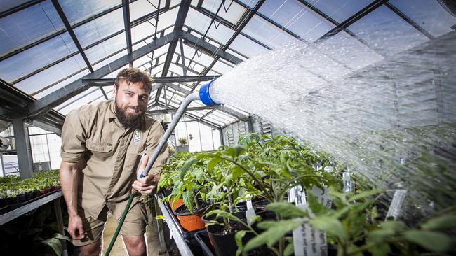 Royal Tasmanian Botanical Gardens horticulturalist Paul Hohler watering tomato plants ready for the big tomato plant sale. Picture: LUKE BOWDEN