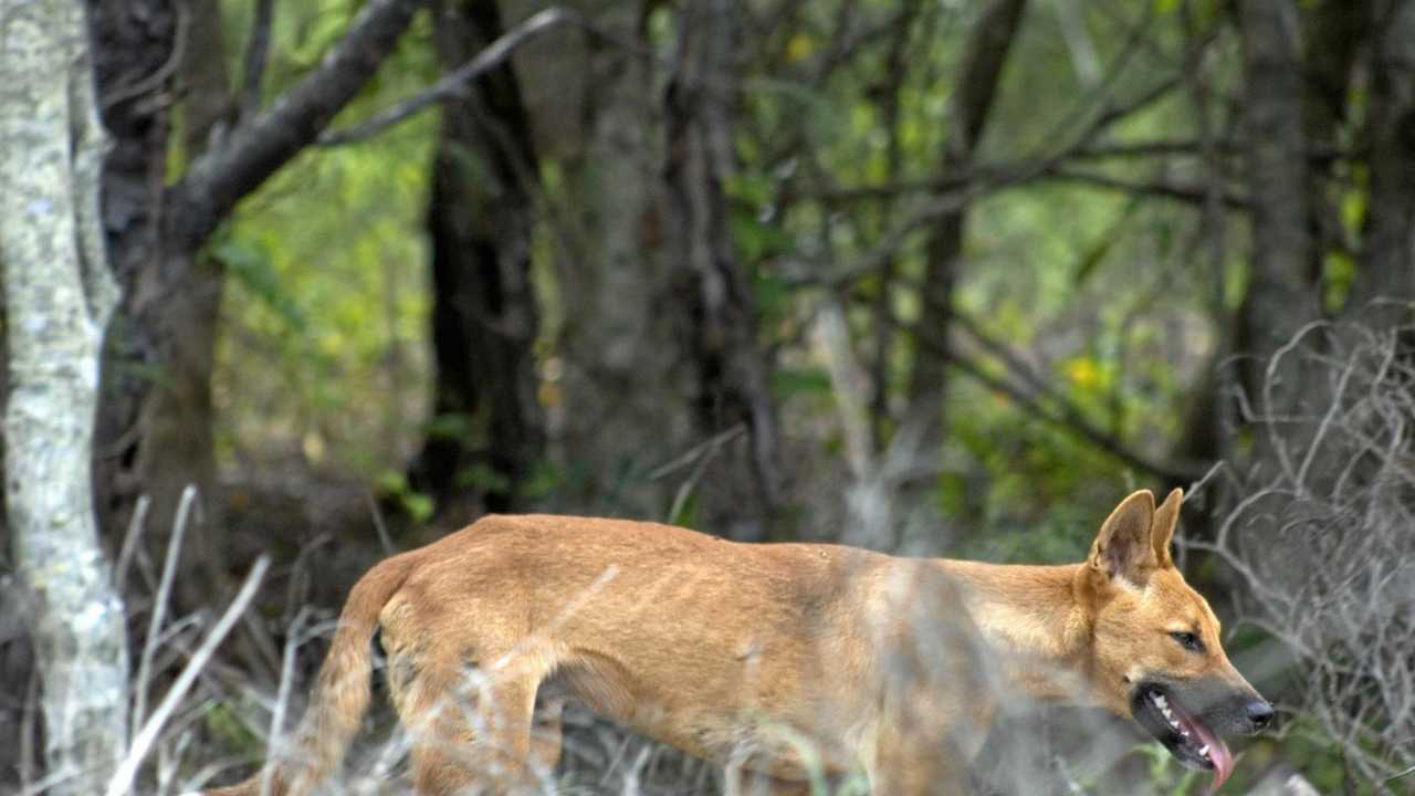 Warning to Mackay pet owners as wild dogs roam | The Courier Mail