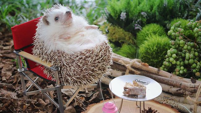 Azuki having the time of his life in the great outdoors. Source: hedgehog_azuki