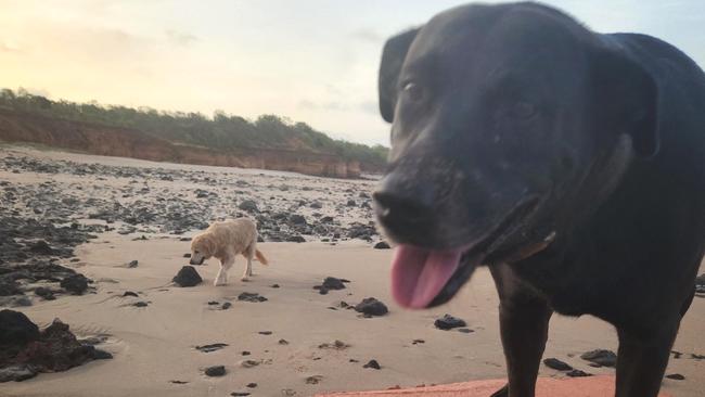 Marley (R) and Smokey were Australia's first line of defence over the weekend, responding to two arrivals by boat of asylum seekers in the far north west of West Australia.