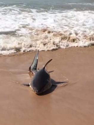 The shark washed up on the beach mid morning on Monday. Picture: Dan Korocz