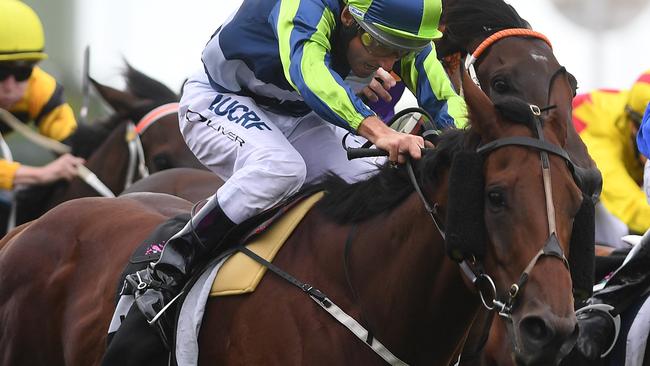 Sovereign Nation is one of three runners David Hayes has set for the Sir Rupert Clarke Stakes.