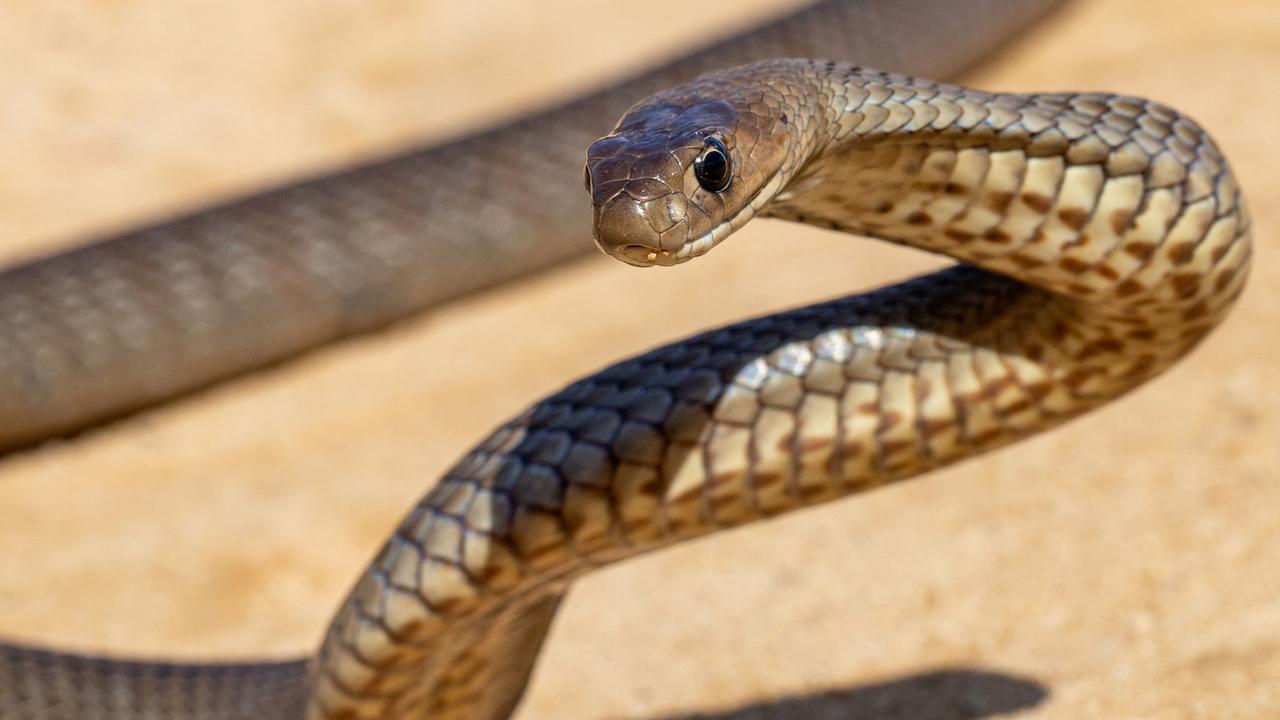 A woman was taken to Rockhampton Hospital on Saturday, April 6, after being bitten by a snake at Cawarral. Generic image.