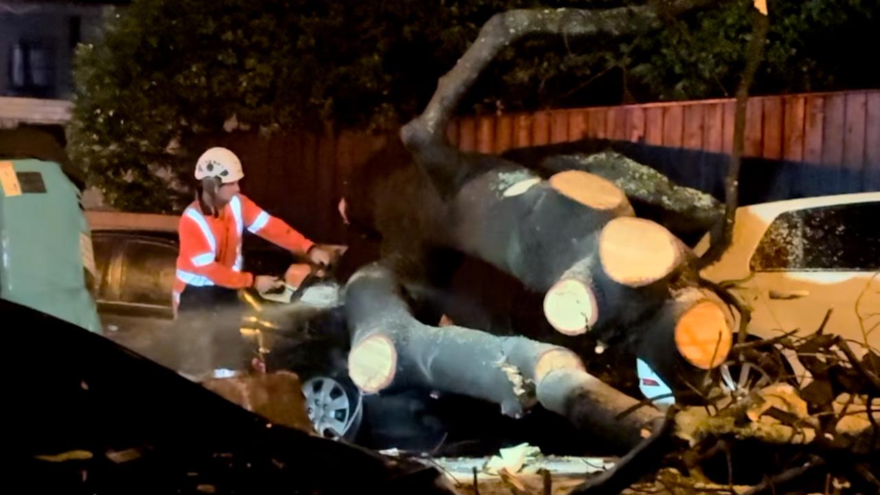 A trees fell onto cars at double with crews working to remove it on Monday night. Picture supplied