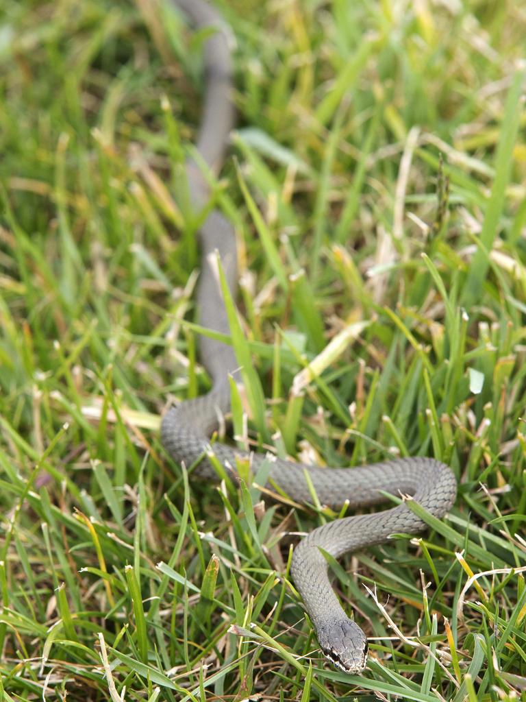 Snakes Tasmania: Reptile Rescue Tasmania Spike In Call-outs | The Mercury